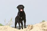 CANE CORSO 177